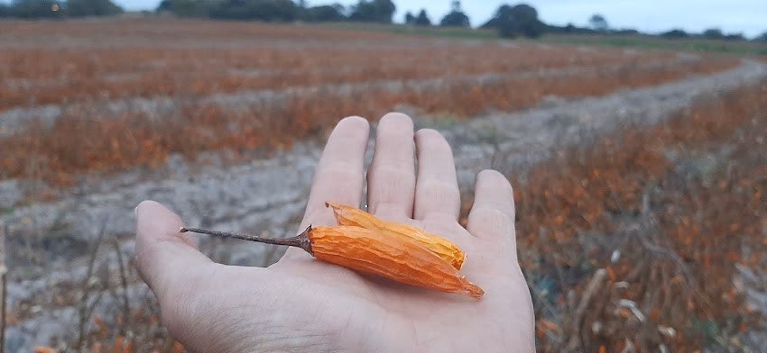 Especiera y Frutos secos Tesoro de Amaicha