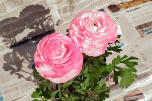 Forrajeria El Galpon