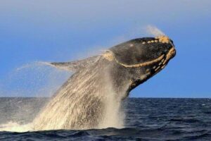 Patagonia Zen Desde El Mar Regalería