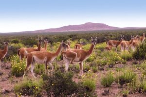 Productos Regionales Chacra Abuela María