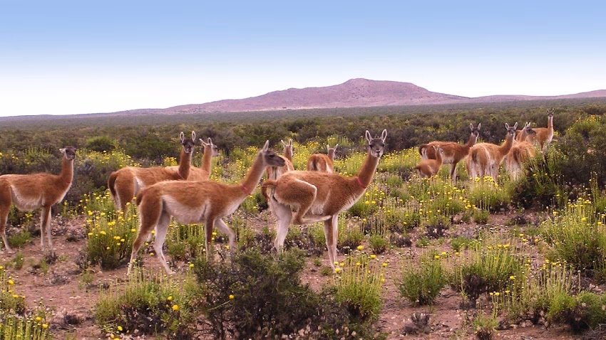 Productos Regionales Chacra Abuela María