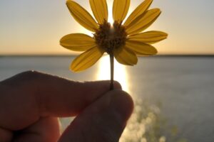 Quesos Los Gallardos