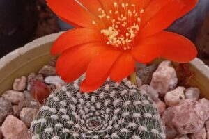 Vivero El Rincón del Suri cactus y crasas