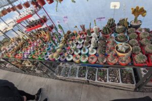 Vivero Paraiso de Suculentas