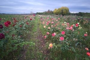 Vivero Villa Jardín